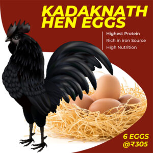 KADAKNATH EGGS Kadaknath Hen Eggs