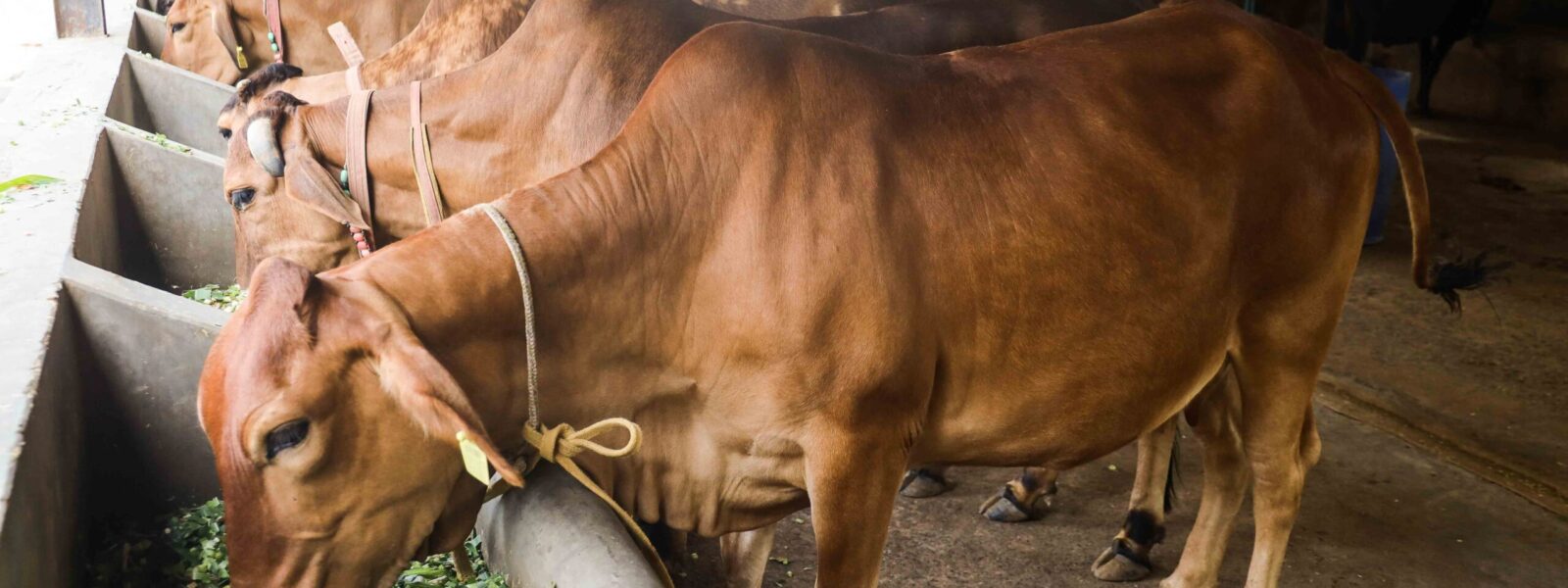 Feeding Cattle Feeding Cattle