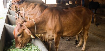 Feeding Cattle Feeding Cattle